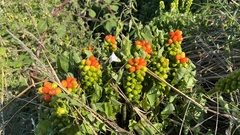 Arum cylindraceum