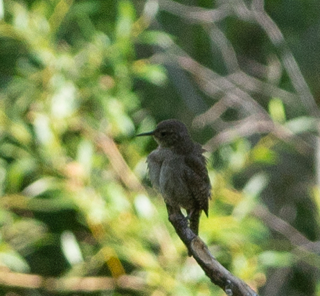 iNaturalist observation photo of Northern House Wren