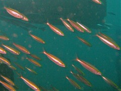 Caesio caerulaurea