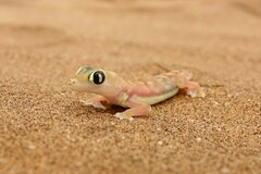 Pachydactylus rangei