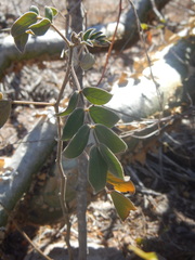 Senna villosa