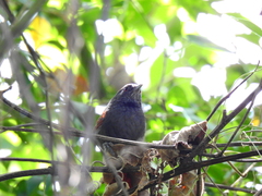 Synallaxis brachyura