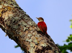 Dryobates callonotus