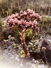 Sempervivum caucasicum