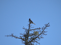Junco hyemalis image