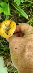 Russula amerorecondita