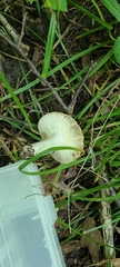 Russula amerorecondita