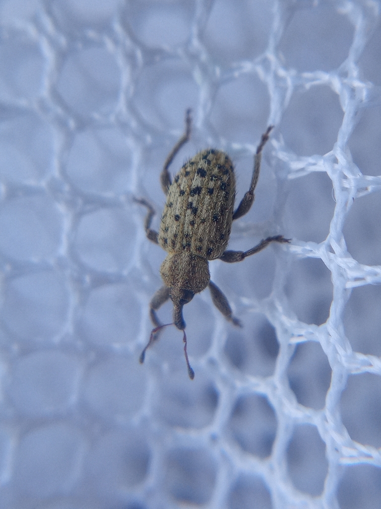 Hypera pastinacae