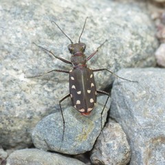 Cicindela sedecimpunctata