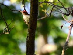 Dryobates callonotus