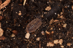 Porcellio scaber