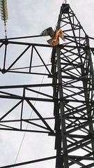 Buteo buteo vulpinus