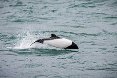 Cephalorhynchus commersonii