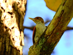 Dryobates callonotus