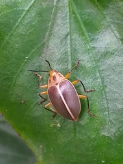 Ellipticus pallidus