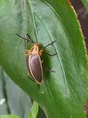 Ellipticus pallidus