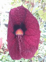 Aristolochia gigantea