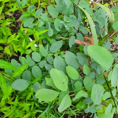 Robinia pseudoacacia