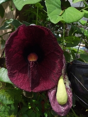 Aristolochia gigantea
