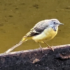 Motacilla cinerea