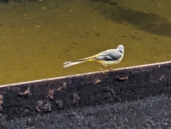 Motacilla cinerea