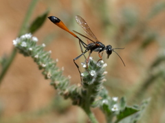 Ammophila