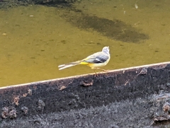 Motacilla cinerea