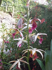 Phaius