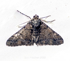 Alcis semialba