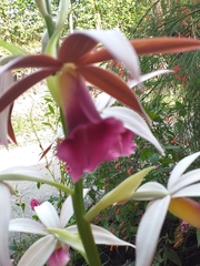 Phaius