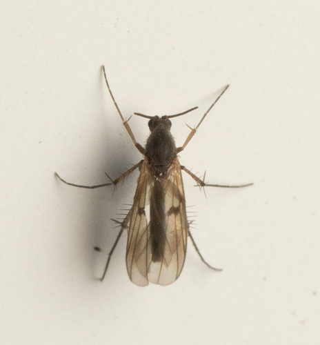 iNaturalist observation photo of Fungus Gnats and Gall Midges