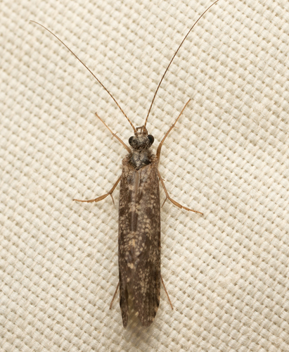 iNaturalist observation photo of Caddisflies