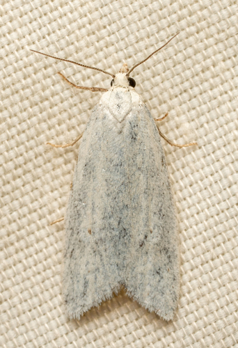 iNaturalist observation photo of Butterflies and Moths