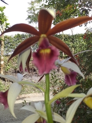 Phaius