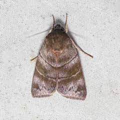 Carea nitida