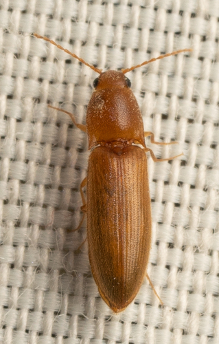 iNaturalist observation photo of Click Beetles