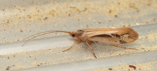 iNaturalist observation photo of Summer Flier Sedges