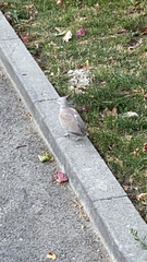 Streptopelia decaocto
