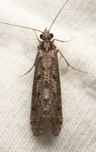 iNaturalist observation photo of Caddisflies