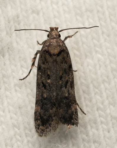 iNaturalist observation photo of Curved-horn Moths