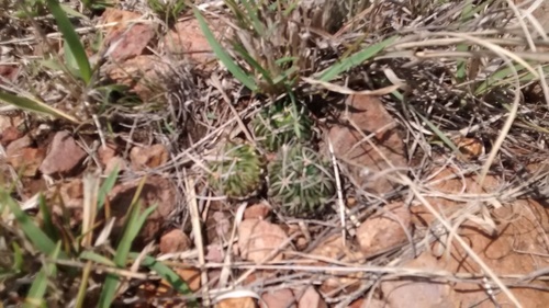 Stenocactus phyllacanthus