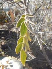 Senna villosa
