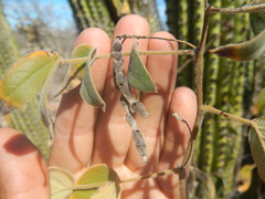 Senna villosa