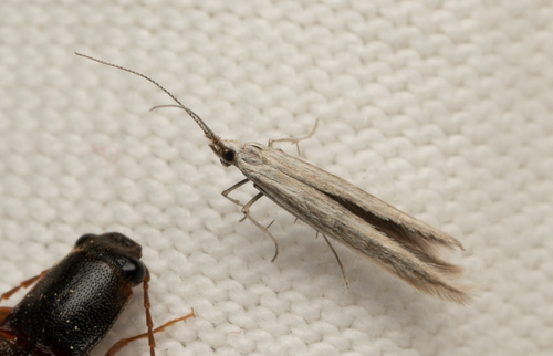 iNaturalist observation photo of Butterflies and Moths