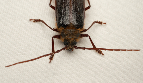 iNaturalist observation photo of Hairy Pine Borer