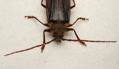 Tragosoma harrisii