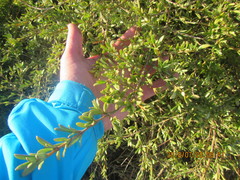Coprosma propinqua