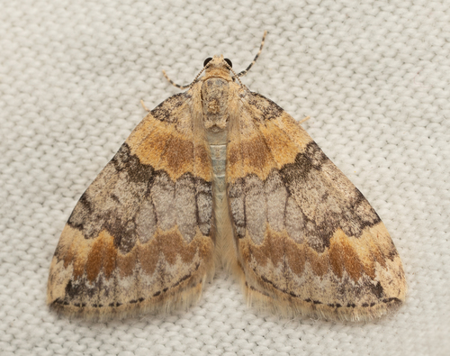 iNaturalist observation photo of Dysstroma brunneata