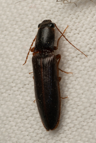 iNaturalist observation photo of Athous arizonicus