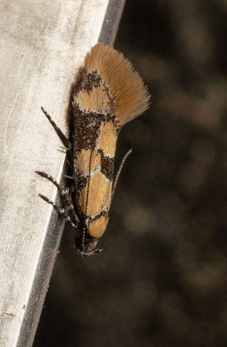 iNaturalist observation photo of Decantha